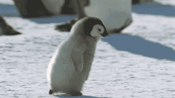 Google Penguin Algorithm will get you... Google Penguin Algorithm will get you...