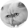 Schriever LA - Website BUILD and DESIGN - Website The Cat null