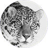 Schriever LA - Website BUILD and DESIGN - Website The Jaguar null
