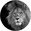 Schriever LA - Website BUILD and DESIGN - Website The Lion null